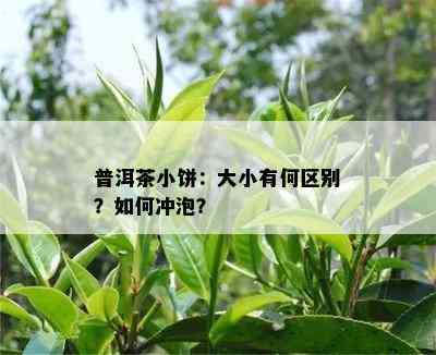 普洱茶小饼：大小有何区别？怎样冲泡？