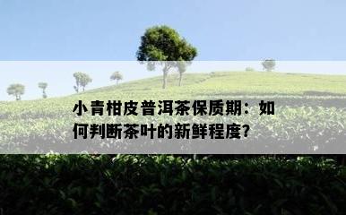 小青柑皮普洱茶保质期：如何判断茶叶的新鲜程度？