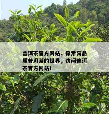 普洱茶官方网站，探索高品质普洱茶的世界，访问普洱茶官方网站！