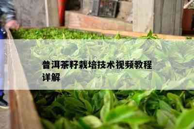 普洱茶籽栽培技术视频教程详解