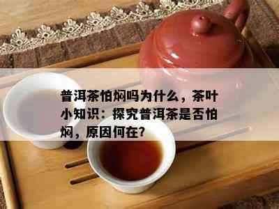 普洱茶怕焖吗为什么，茶叶小知识：探究普洱茶是不是怕焖，起因何在？