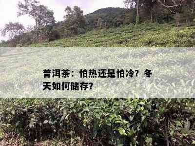 普洱茶：怕热还是怕冷？冬天怎样储存？