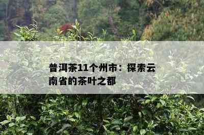 普洱茶11个州市：探索云南省的茶叶之都