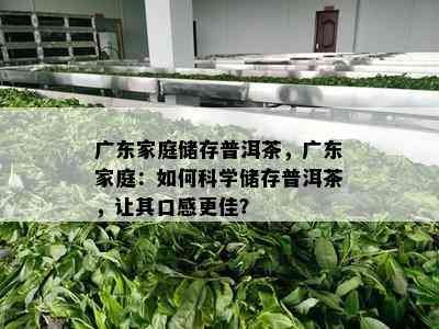 广东家庭储存普洱茶，广东家庭：怎样科学储存普洱茶，让其口感更佳？