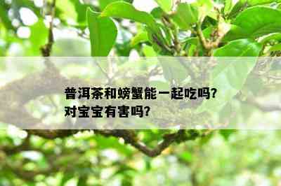 普洱茶和螃蟹能一起吃吗？对宝宝有害吗？