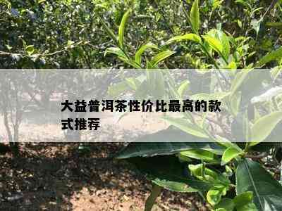 大益普洱茶性价比更高的款式推荐