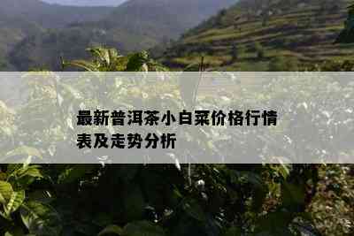 最新普洱茶小白菜价格行情表及走势分析