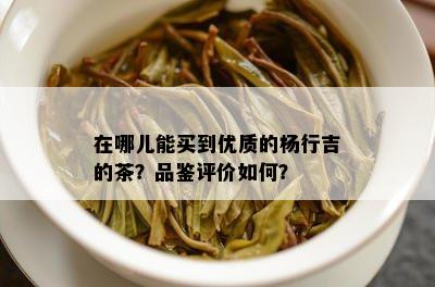 在哪儿能买到优质的杨行吉的茶？品鉴评价如何？