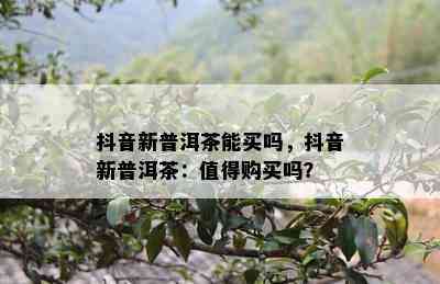 抖音新普洱茶能买吗，抖音新普洱茶：值得购买吗？