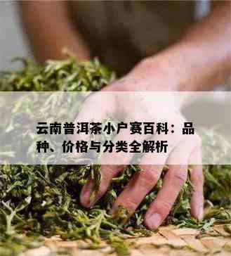 云南普洱茶小户赛百科：品种、价格与分类全解析