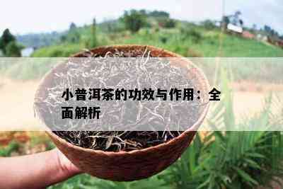 小普洱茶的功效与作用：全面解析