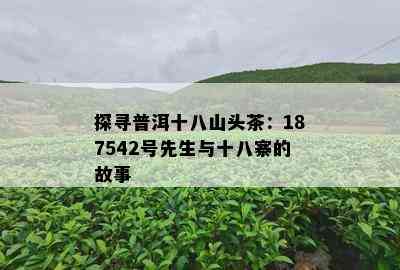 探寻普洱十八山头茶：187542号先生与十八寨的故事