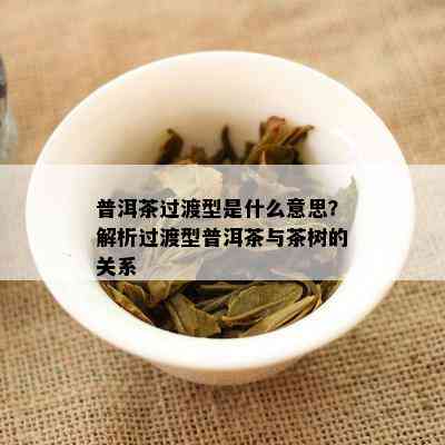 普洱茶过渡型是什么意思？解析过渡型普洱茶与茶树的关系