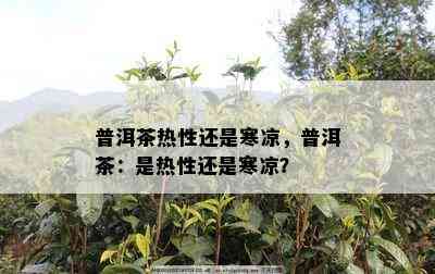 普洱茶热性还是寒凉，普洱茶：是热性还是寒凉？