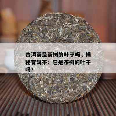 普洱茶是茶树的叶子吗，揭秘普洱茶：它是茶树的叶子吗？