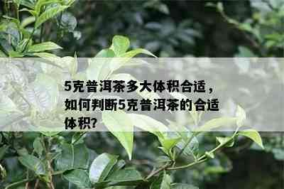 5克普洱茶多大体积合适，怎样判断5克普洱茶的合适体积？