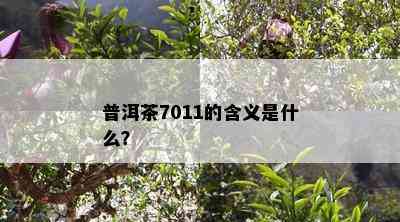 普洱茶7011的含义是什么？