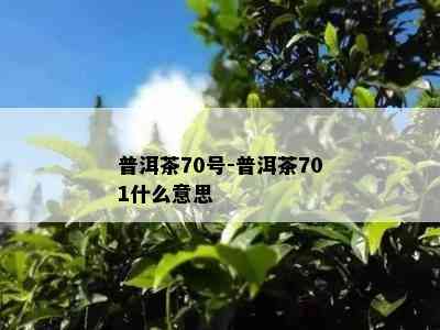 普洱茶70号-普洱茶701什么意思