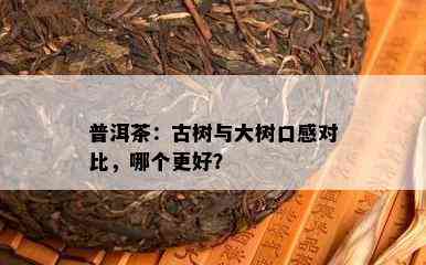 普洱茶：古树与大树口感对比，哪个更好？