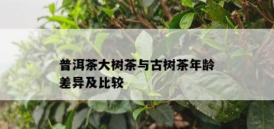 普洱茶大树茶与古树茶年龄差异及比较