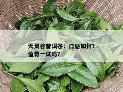 天灵谷普洱茶：口感如何？值得一试吗？