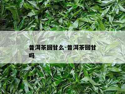 普洱茶回甘么-普洱茶回甘吗