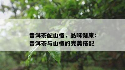 普洱茶配山楂，品味健康：普洱茶与山楂的完美搭配