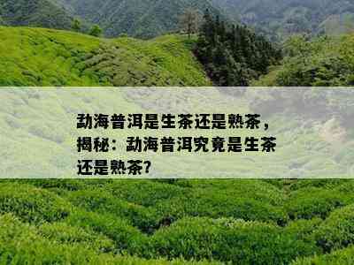 勐海普洱是生茶还是熟茶，揭秘：勐海普洱究竟是生茶还是熟茶？