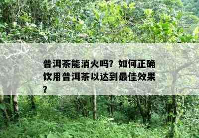 普洱茶能消火吗？怎样正确饮用普洱茶以达到更佳效果？