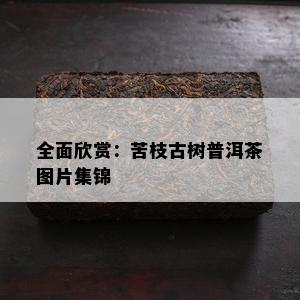 全面欣赏：苦枝古树普洱茶图片集锦