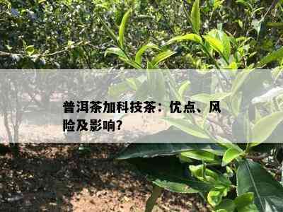 普洱茶加科技茶：优点、风险及影响？