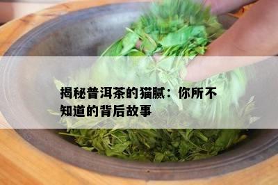 揭秘普洱茶的猫腻：你所不知道的背后故事