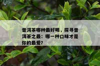 普洱茶哪种更好喝，探寻普洱茶之最：哪一种口味才是你的更爱？