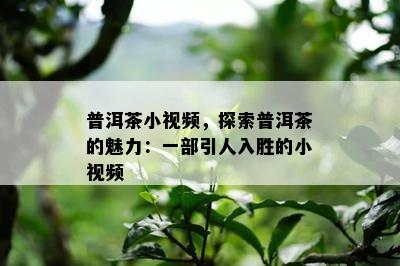 普洱茶小视频，探索普洱茶的魅力：一部引人入胜的小视频