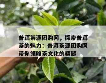 普洱茶源团购网，探索普洱茶的魅力：普洱茶源团购网带你领略茶文化的精髓