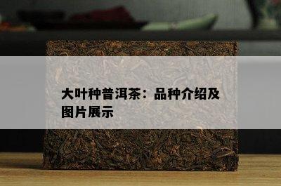 大叶种普洱茶：品种介绍及图片展示