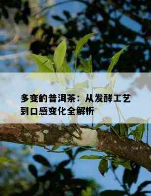 多变的普洱茶：从发酵工艺到口感变化全解析