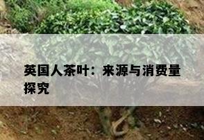 英国人茶叶：来源与消费量探究