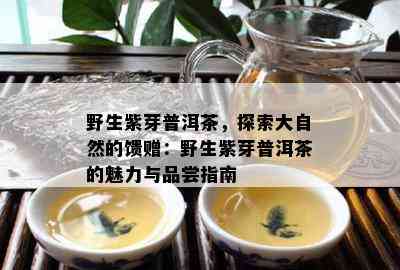 野生紫芽普洱茶，探索大自然的馈赠：野生紫芽普洱茶的魅力与品尝指南