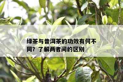 绿茶与普洱茶的功效有何不同？熟悉两者间的区别