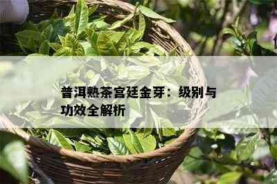 普洱熟茶宫廷金芽：级别与功效全解析