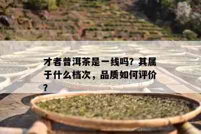 才者普洱茶是一线吗？其属于什么档次，品质怎样评价？