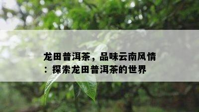 龙田普洱茶，品味云南风情：探索龙田普洱茶的世界