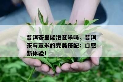 普洱茶里能泡薏米吗，普洱茶与薏米的完美搭配：口感新体验！