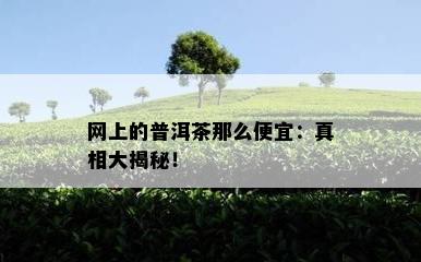 网上的普洱茶那么便宜：真相大揭秘！