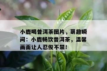 小鹿喝普洱茶图片，萌趣瞬间：小鹿畅饮普洱茶，温馨画面让人忍俊不禁！