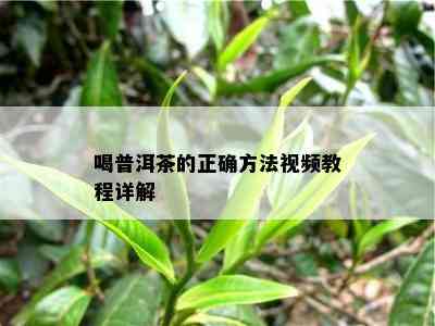 喝普洱茶的正确方法视频教程详解