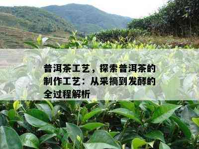 普洱茶工艺，探索普洱茶的制作工艺：从采摘到发酵的全过程解析