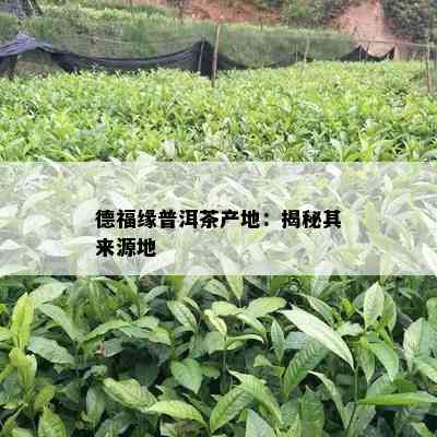 德福缘普洱茶产地：揭秘其来源地