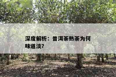 深度解析：普洱茶熟茶为何味道淡？